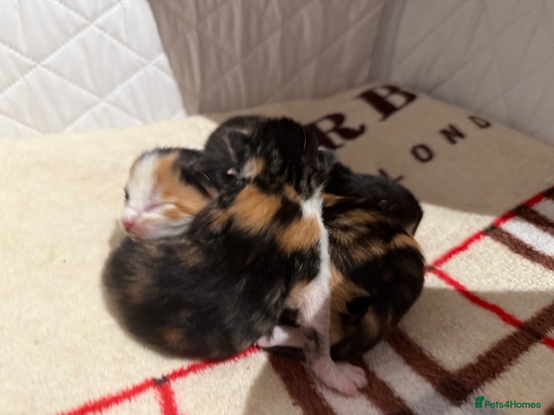 Domestic Shorthair cats for sale: Our beautiful Girl has had a litter of 3  - Image 3