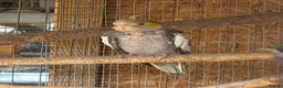 Cockatiels birds for sale: Baby cockatiel  in Stoke-on-Trent - Advert 2