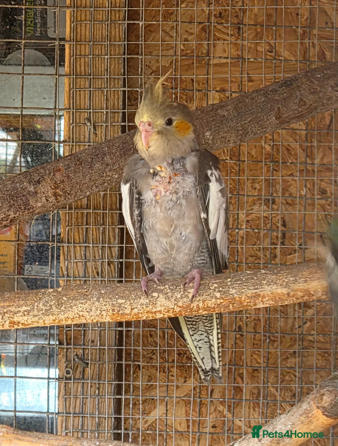 Cockatiels birds for sale: Baby cockatiel  in Stoke-on-Trent - Advert 2