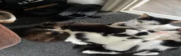 Mixed Breed cats for sale: 4 Ragoll-cross kittens available  - Advert 2