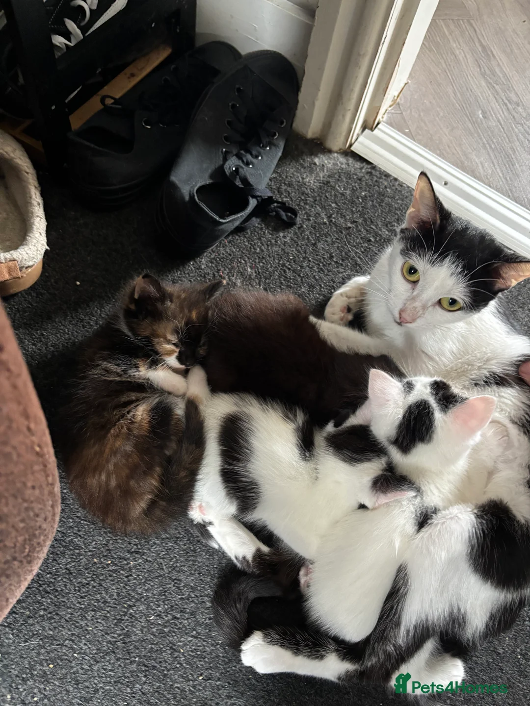 Mixed Breed cats for sale: 4 Ragoll-cross kittens available  - Advert 2