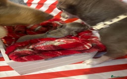 Chiweenie dogs for sale: Cheweenie - Image 32