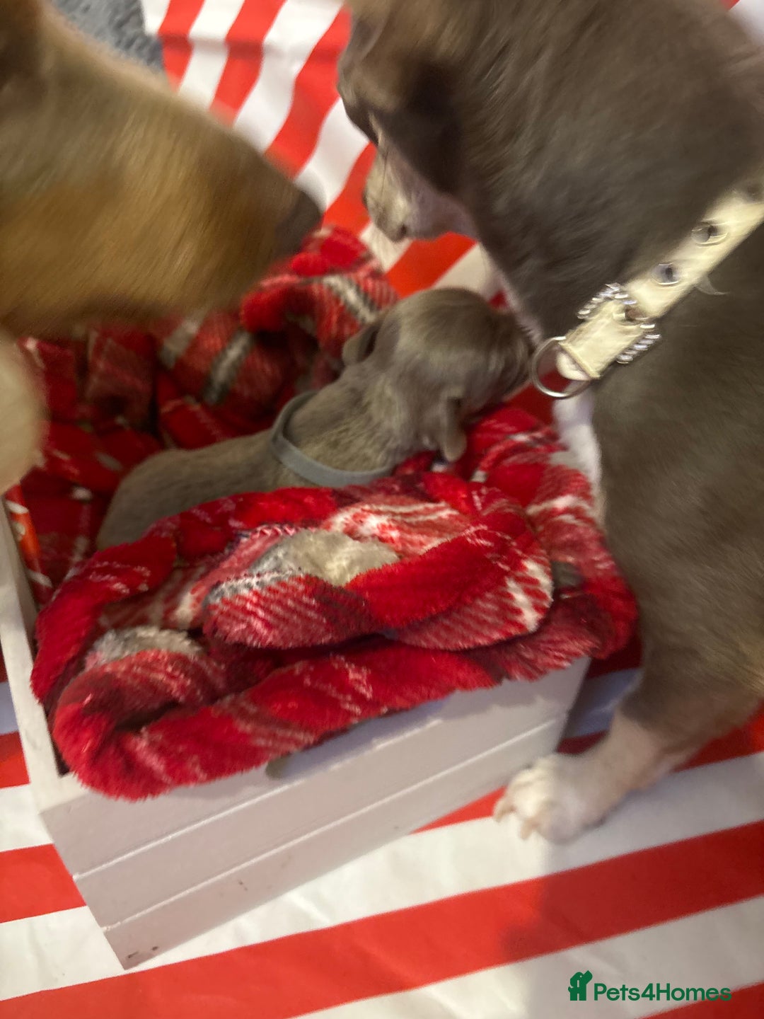 Chiweenie dogs for sale: Cheweenie - Image 32