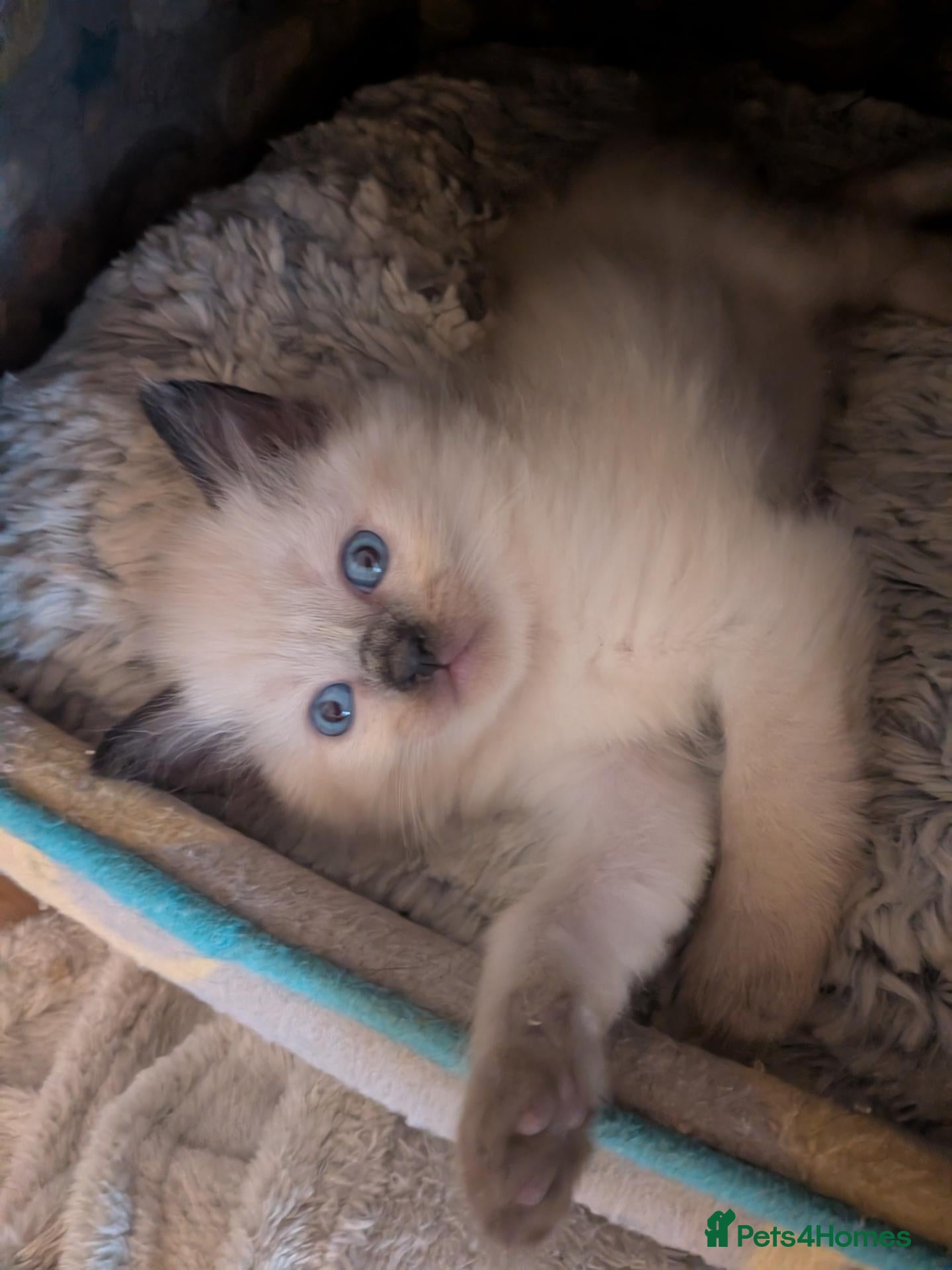 Ragdoll cats ⭐ 3 beautiful ragdolls left 2 🩵 1 female 💜  - Advert 4