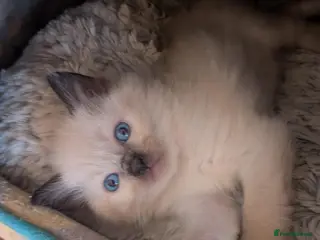 Ragdoll cats ⭐ 3 beautiful ragdolls left 2 🩵 1 female 💜 - Advert 4