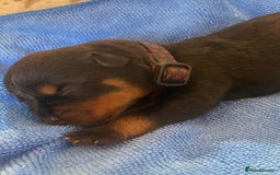 Rottweiler dogs for sale: Hulk and Ruby Rottweiler puppies  - Image 13