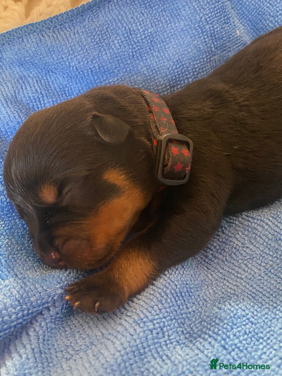 Rottweiler dogs for sale: Hulk and Ruby Rottweiler puppies  - Image 13