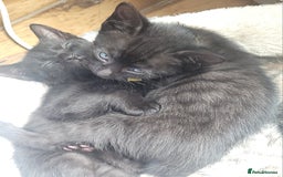 Bengal cats for sale: Black Bengal Kittens - Image 18