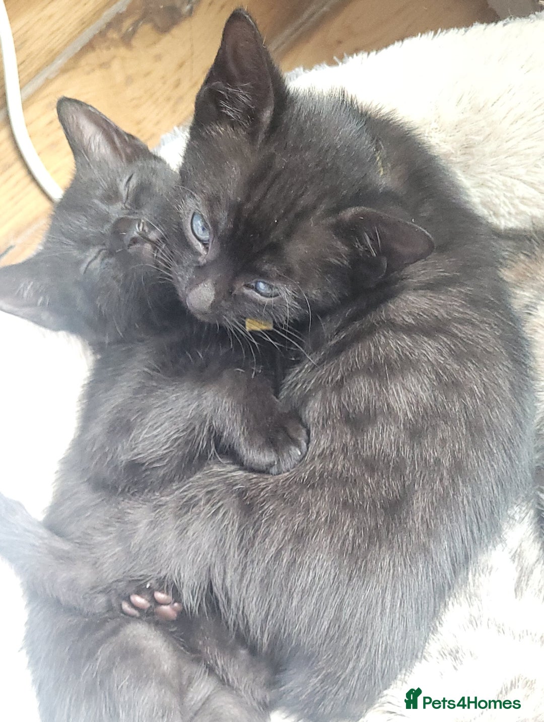 Bengal cats for sale: Black Bengal Kittens - Image 18