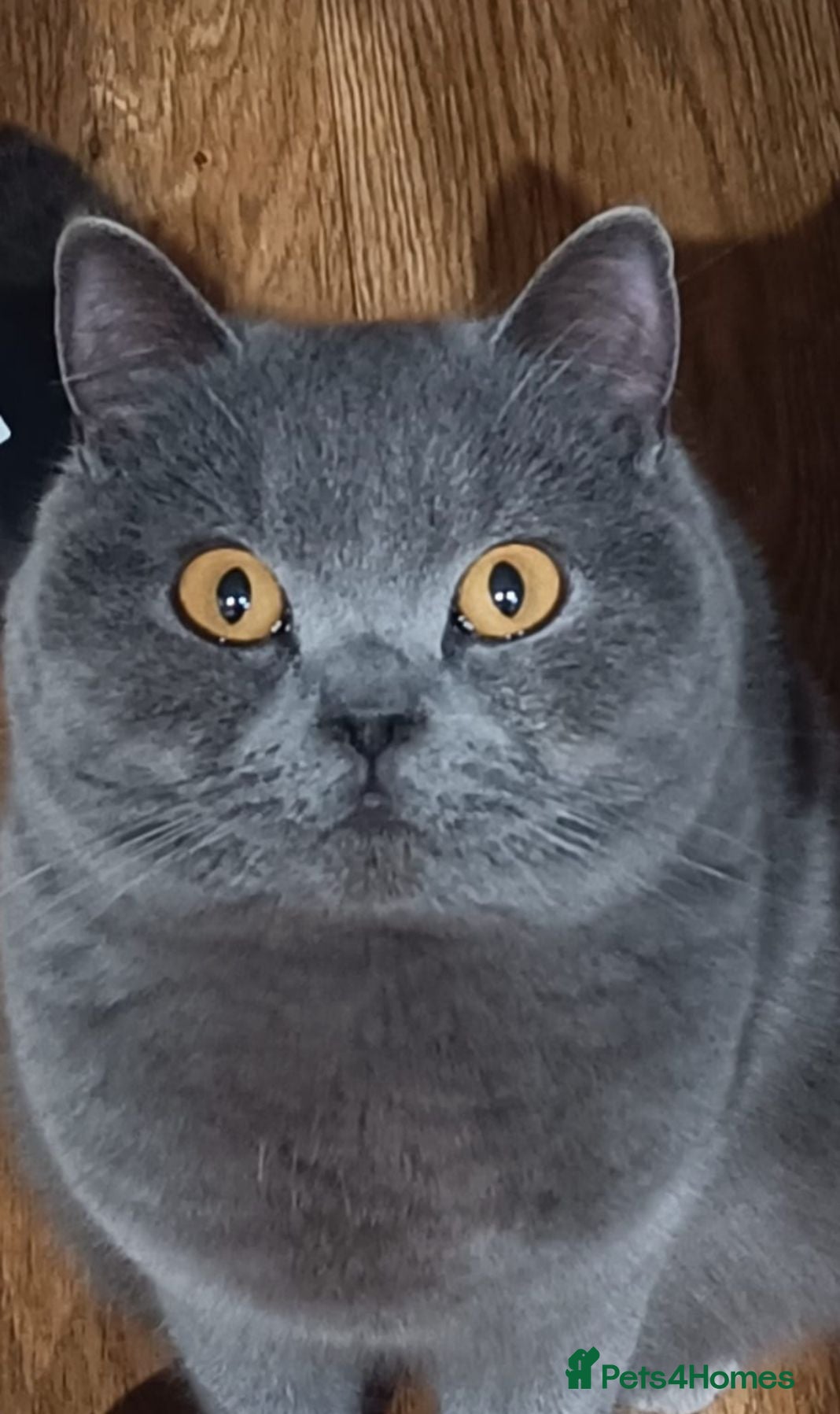 British Shorthair cats British shorthair x - Advert 1
