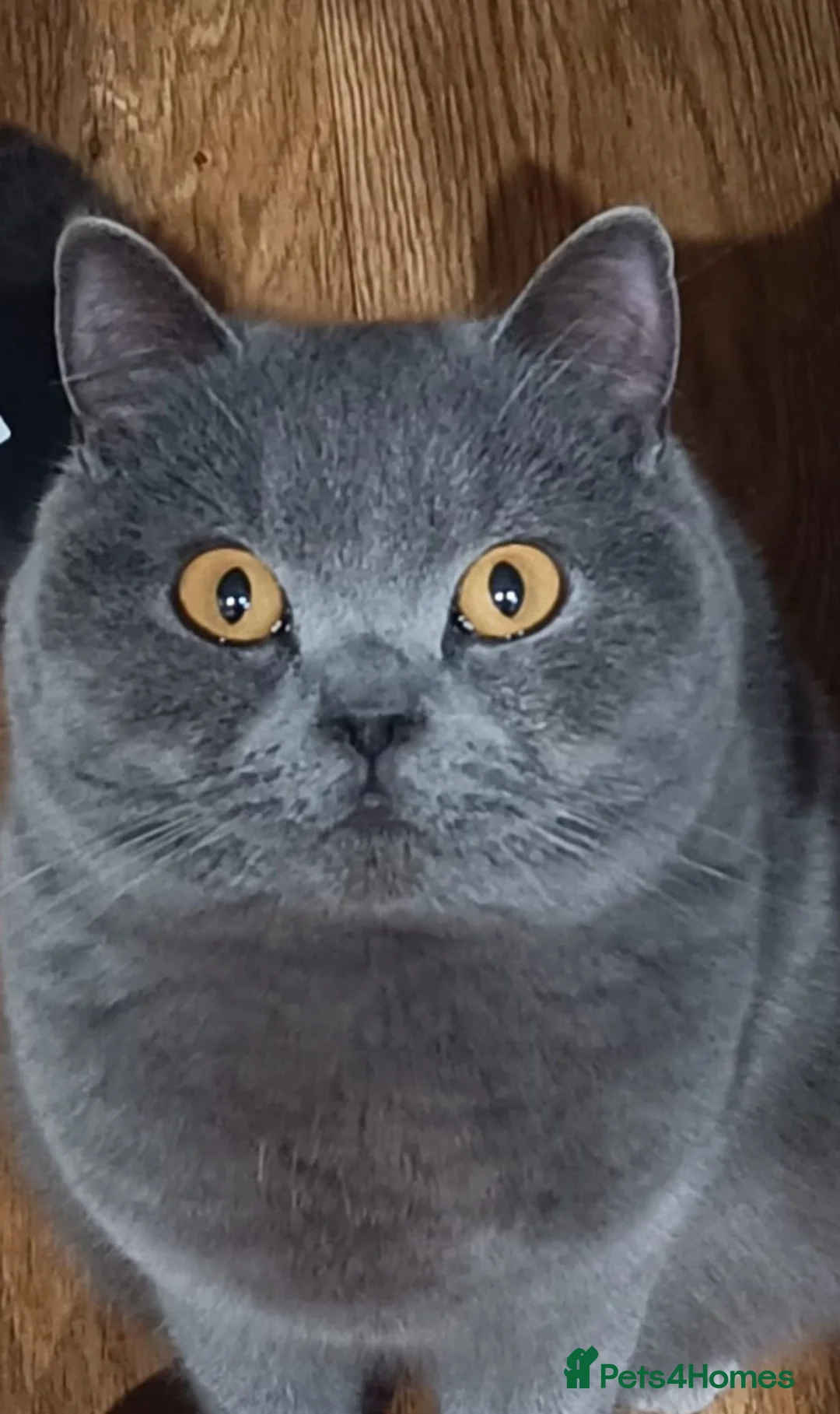 British Shorthair cats for sale: British shorthair x - Advert 1