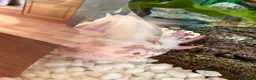 Axolotl reptiles for sale: Axolotl for rehoming  in Paignton - Advert 2