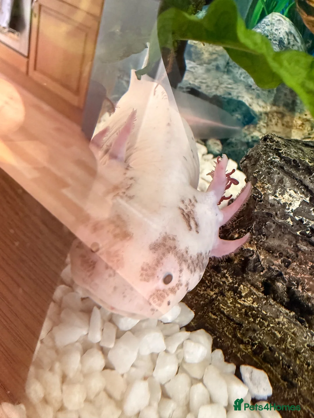 Axolotl reptiles for sale: Axolotl for rehoming  in Paignton - Advert 2