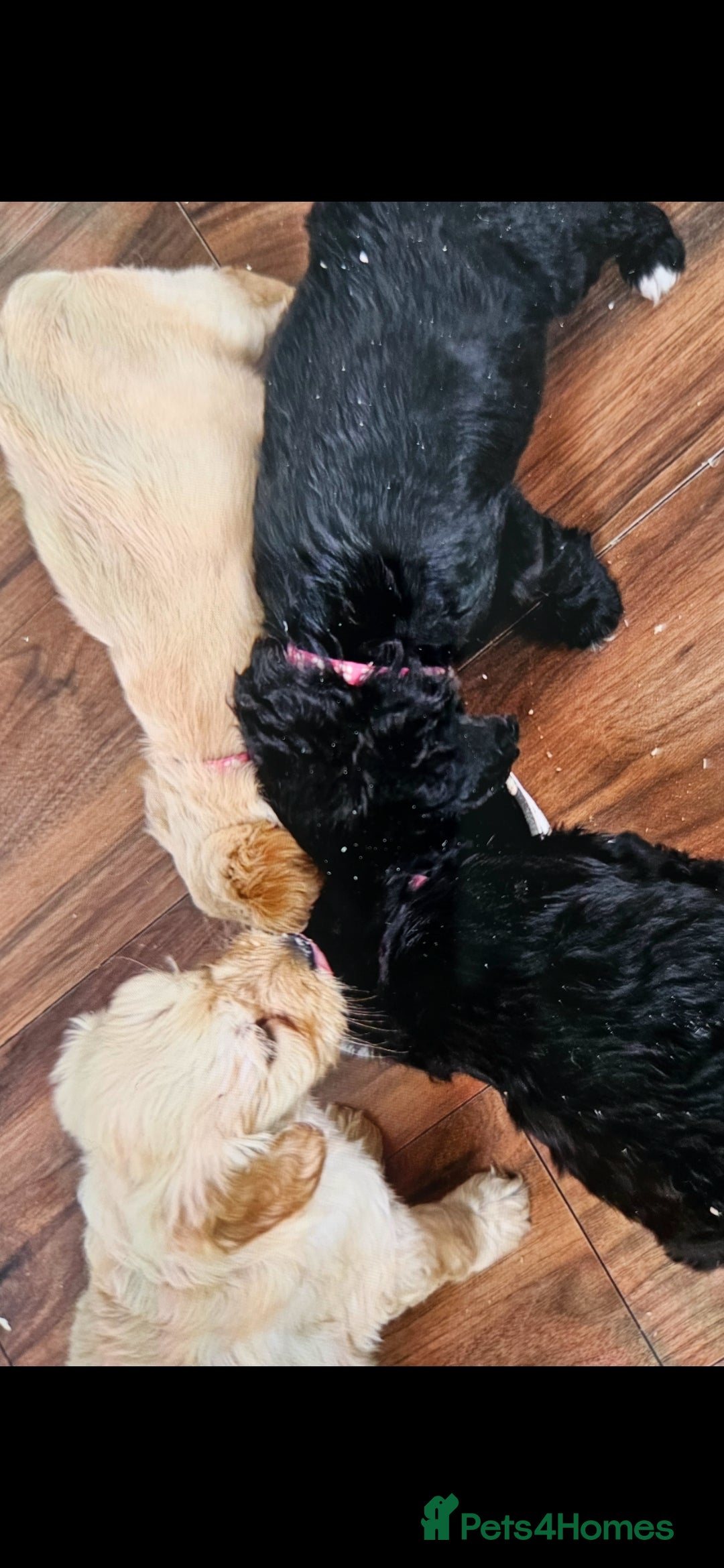 Cockapoo dogs Cockerpoo - Advert 1