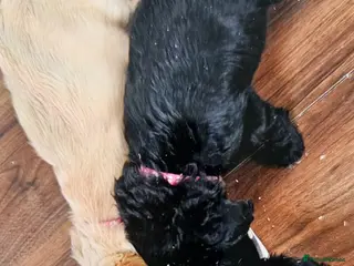 Cockapoo dogs Cockerpoo - Advert 2