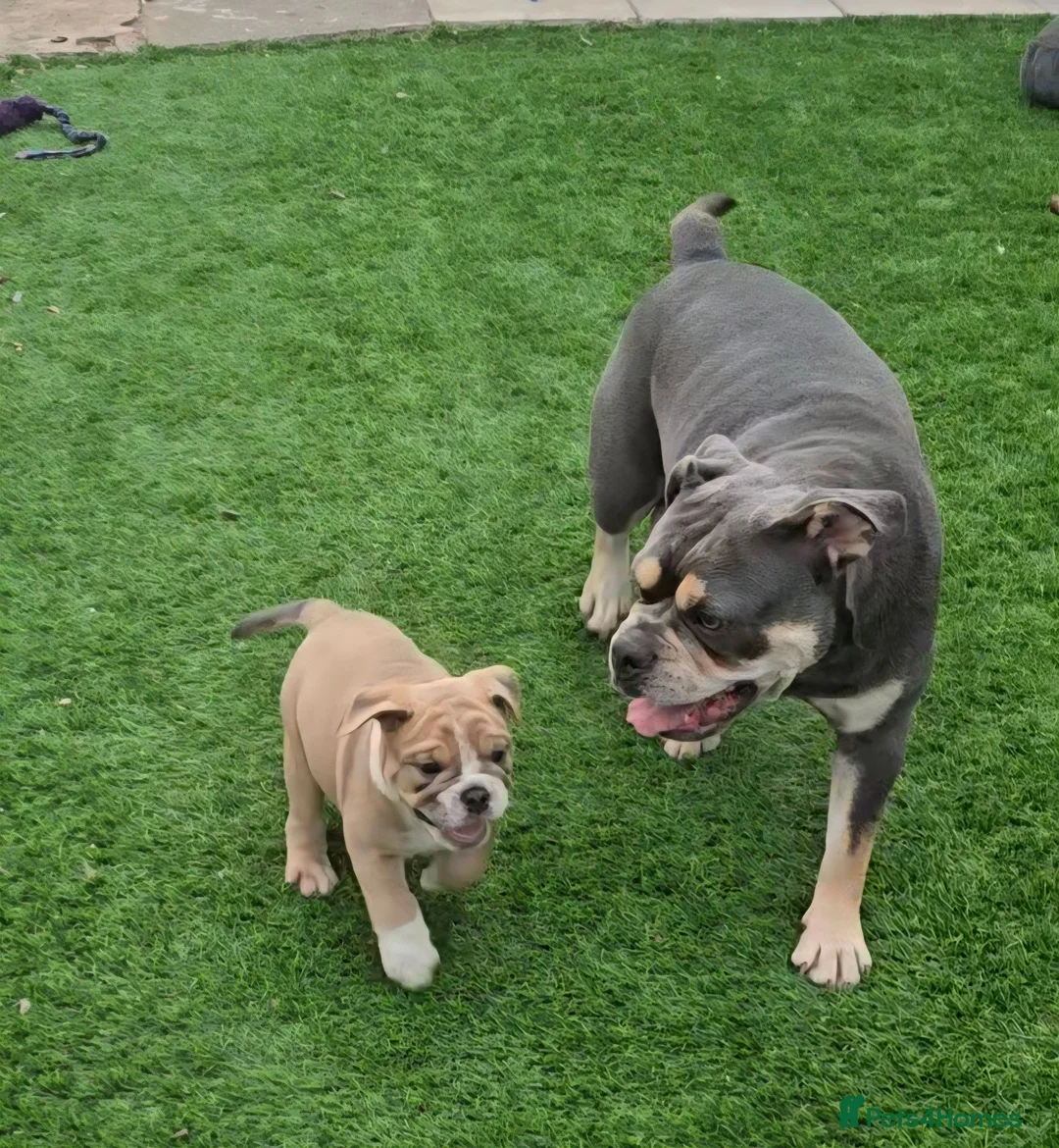 Olde English Bulldogge dogs for sale: Stunning Olde English Bulldogge Pups - Advert 25