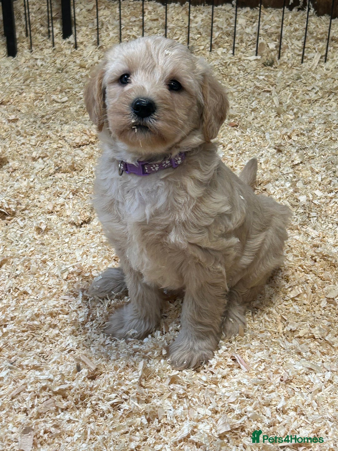 Labradoodle dogs for sale: Miniature Labradoodle Puppies ready 22/11/25 - Advert 6