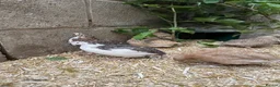 Quail poultry for sale: 12 Celadon Coturnix Quail (blue egg) Hatching Eggs - Advert 2