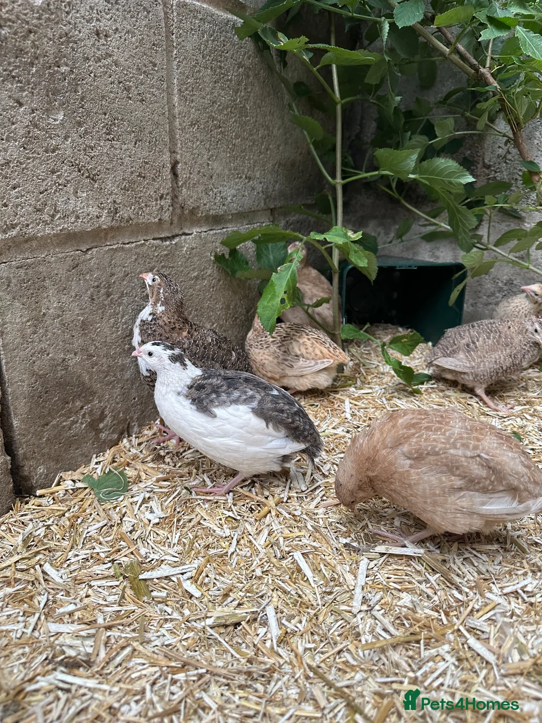 Quail poultry for sale: 12 Celadon Coturnix Quail (blue egg) Hatching Eggs - Advert 2