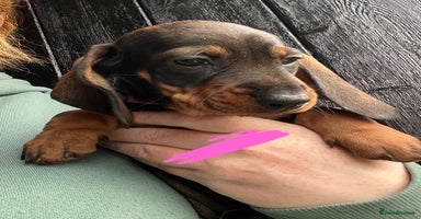 Dachshund dogs - Advert 7