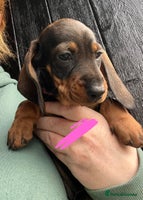 Dachshund dogs - Advert 7