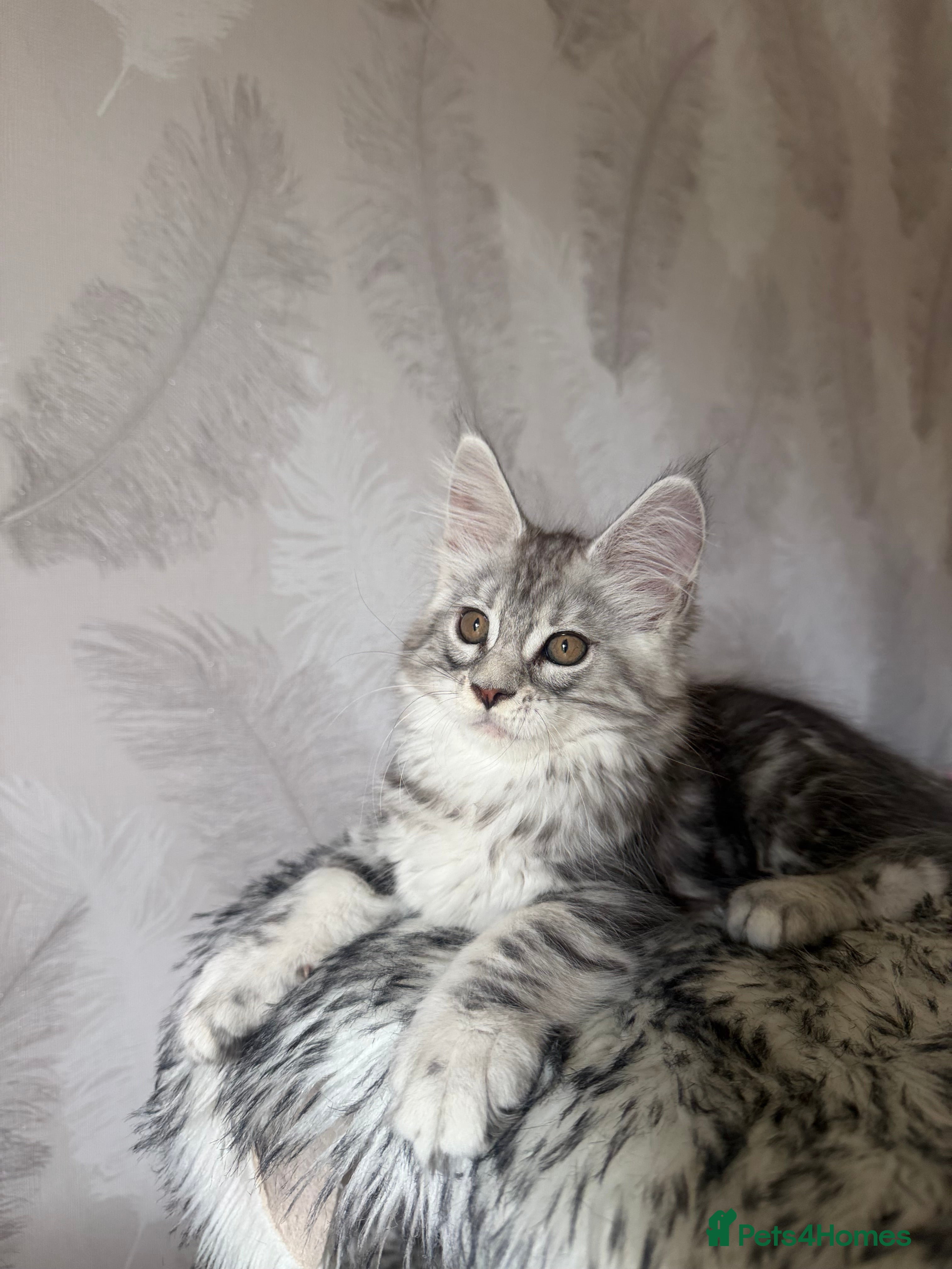 Maine Coon cats TICA registered Maine Coon kittens - Advert 2