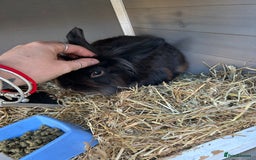 Dwarf Lop rabbits for sale: Leo is a dwarf mixed lion head  - Image 4