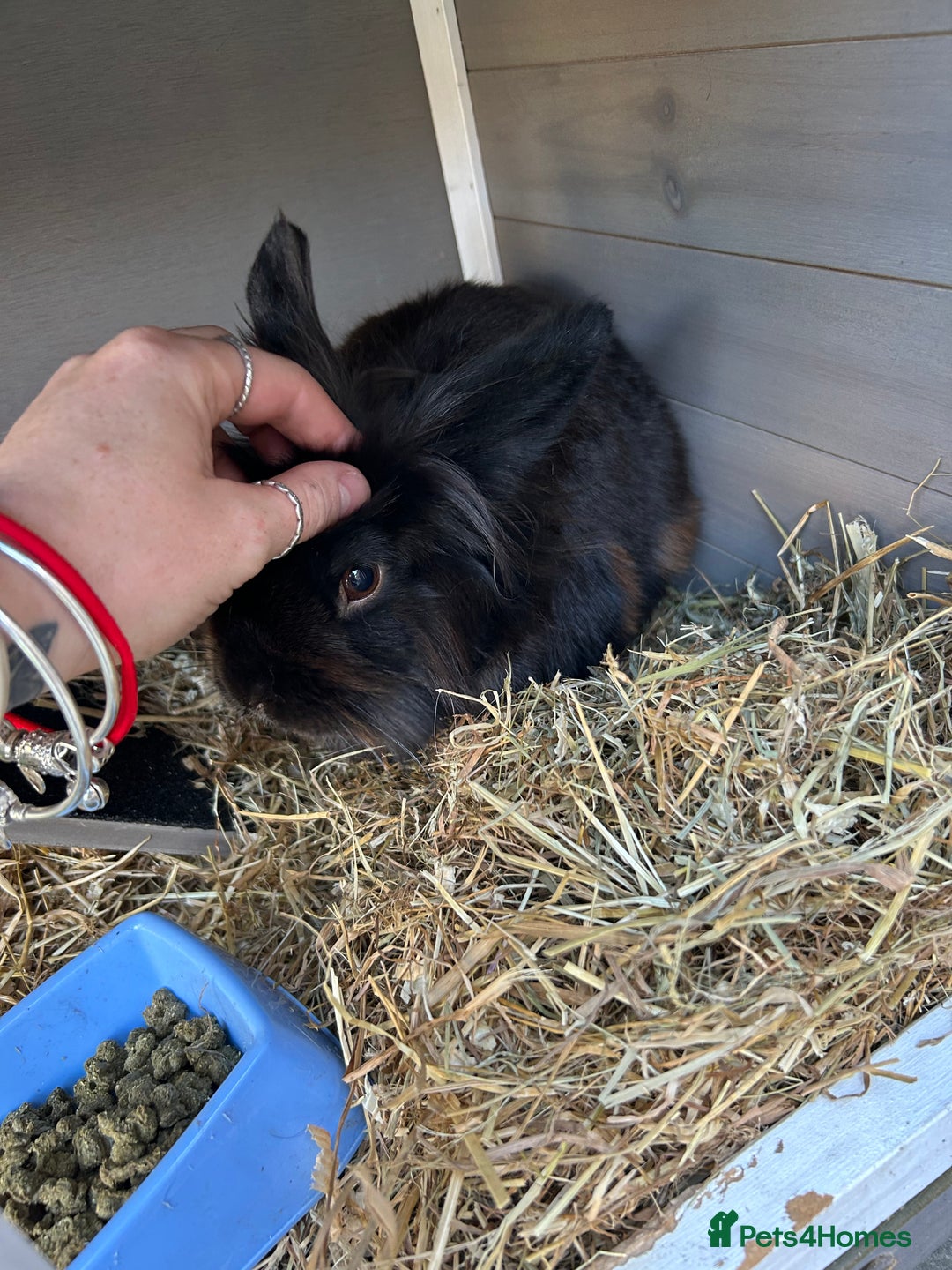 Dwarf Lop rabbits for sale: Leo is a dwarf mixed lion head  - Image 4