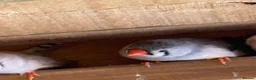 Finches birds for sale: Zebra Finches pairs - Advert 5