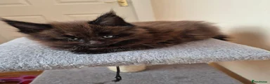 Maine Coon 1