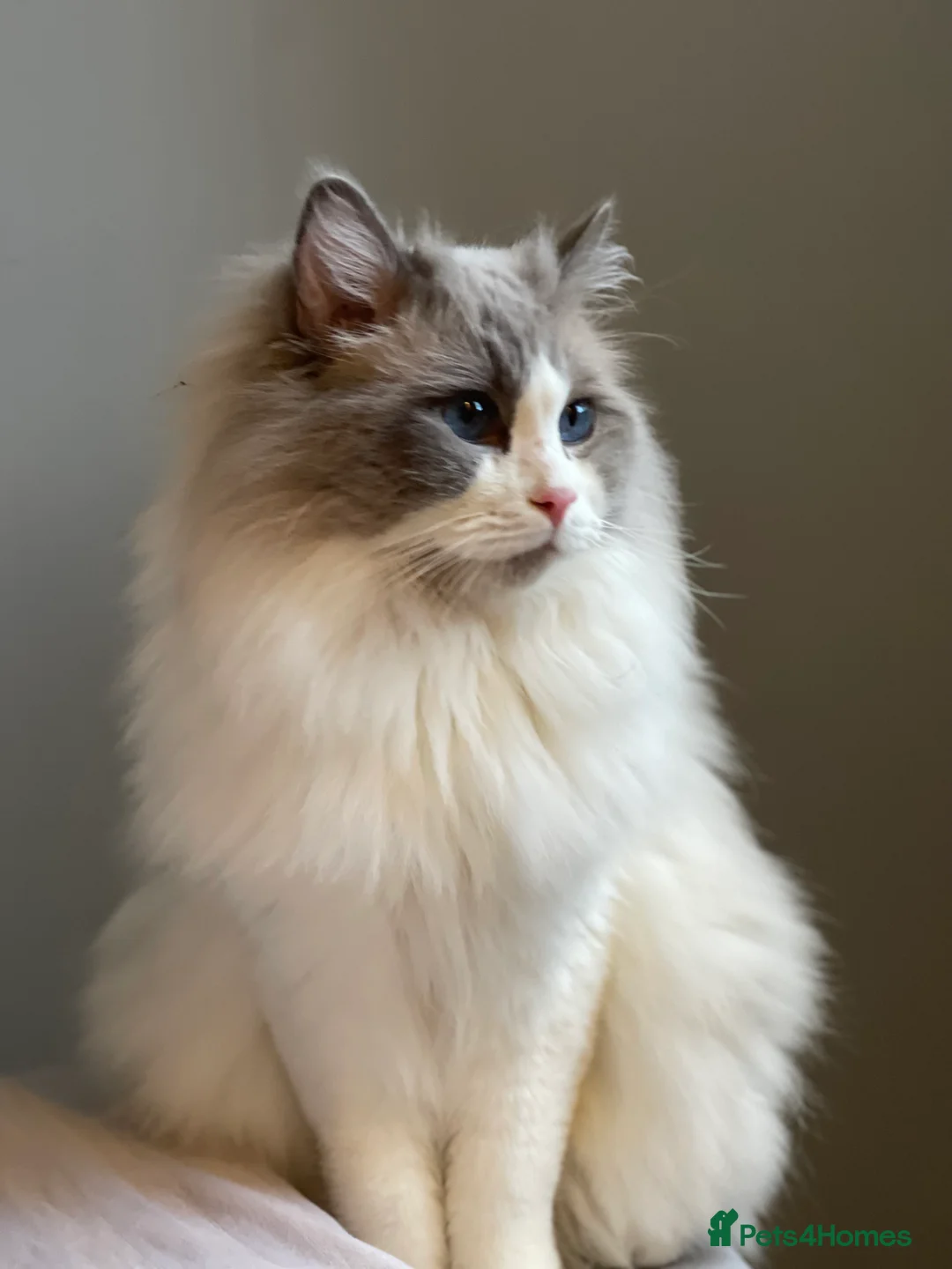Ragdoll cats for stud: Bi-Colour Handsome Ragdoll Stud GCCF/TICA (Active) - Advert 11