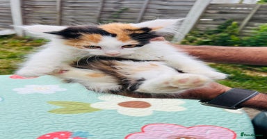 Maine Coon cats in Romford - Advert 7