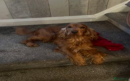 Cocker Spaniel dogs for sale: Beautiful show cocker GIRLs - Image 19
