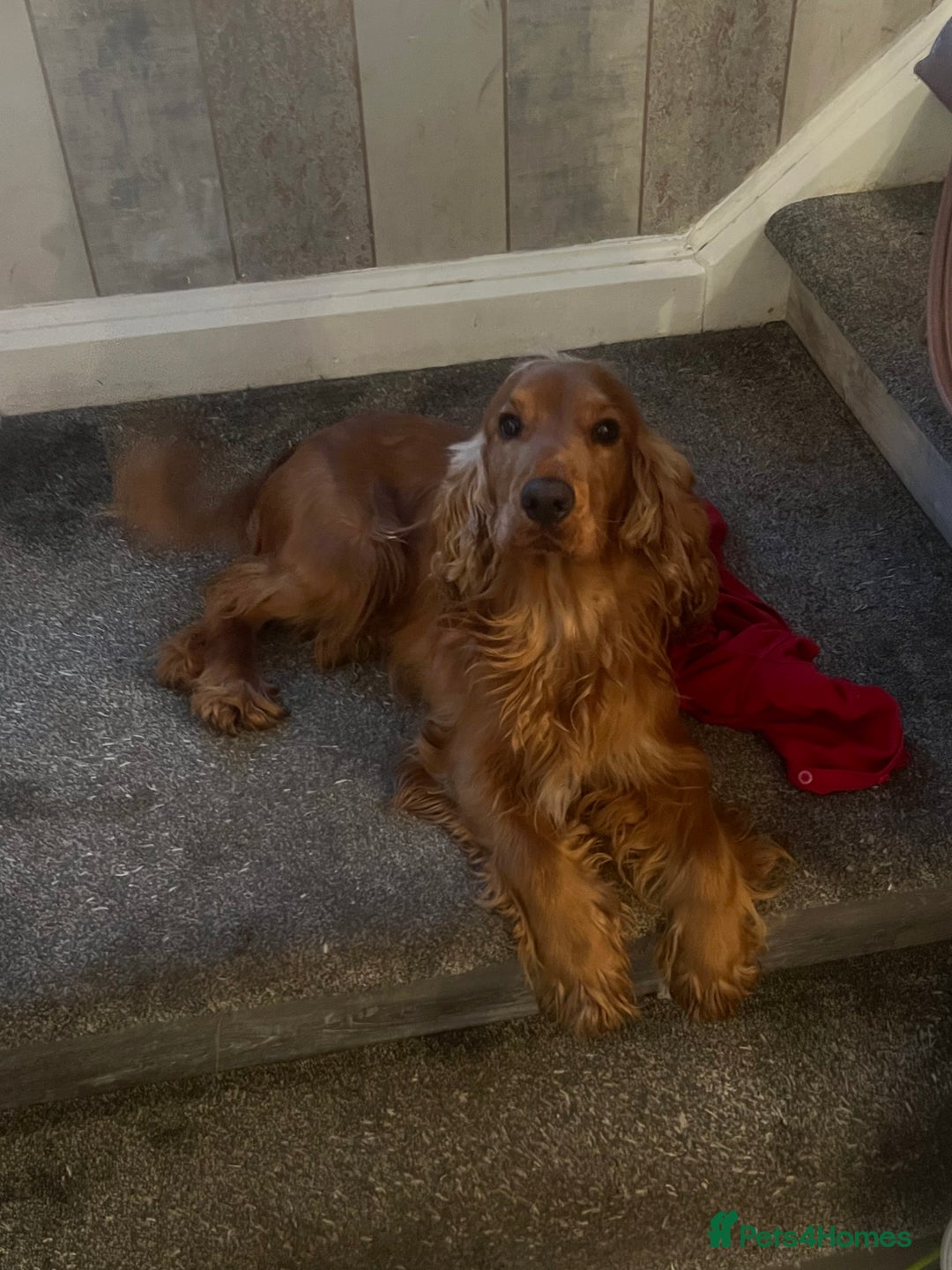 Cocker Spaniel dogs for sale: Beautiful show cocker GIRLs - Image 19