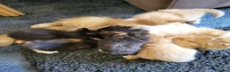 Mixed Breed cats for sale: Beautiful kittens in Cambridge - Advert 2