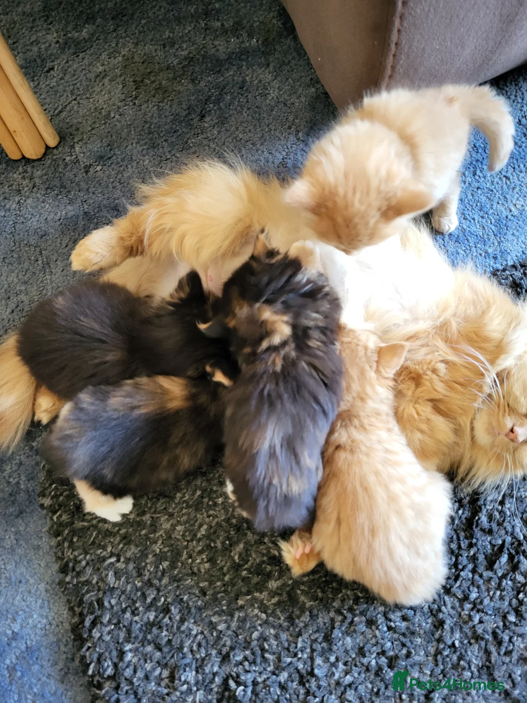 Mixed Breed cats for sale: Beautiful kittens in Cambridge - Advert 2