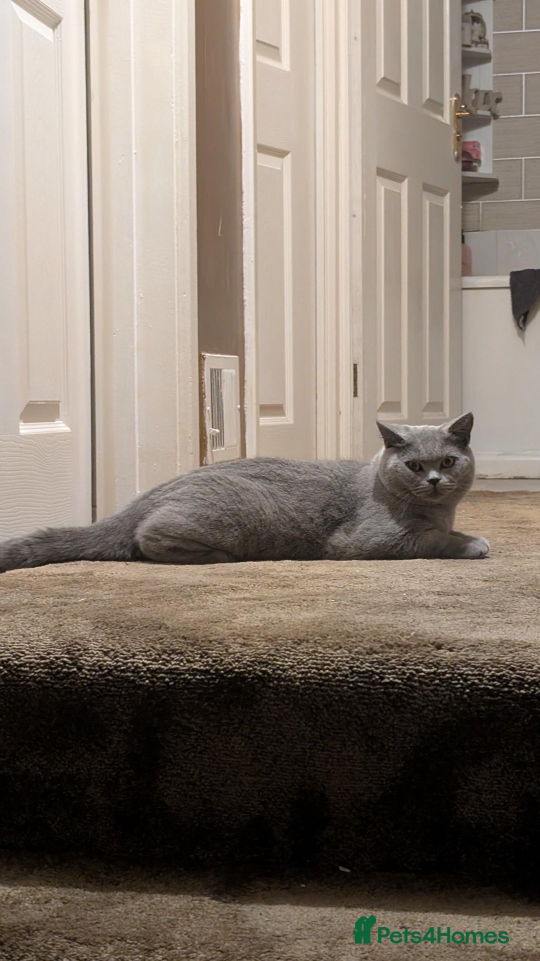 British Shorthair cats for sale: Beautiful British Blue Shorthair Male – 1 Yr Old - Advert 7