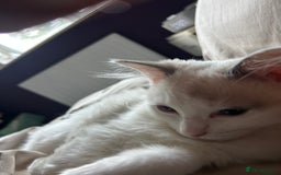 Ragdoll cats for sale: 1 Male kitten  - Image 14