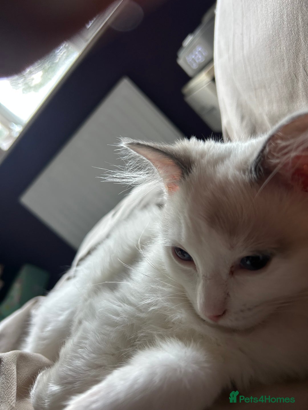 Ragdoll cats for sale: 1 Male kitten  - Image 14