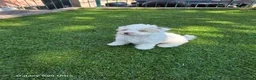 Maltipoo dogs for sale: Multipoo 1 girl - Advert 2