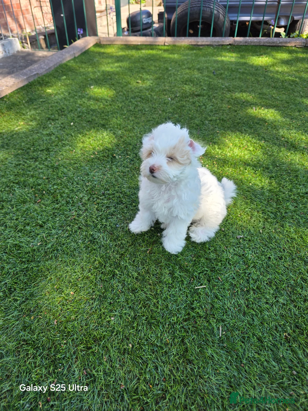 Maltipoo dogs for sale: Multipoo 1 girl - Advert 2