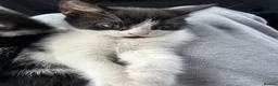 Domestic Shorthair cats for sale: 🐾Fluffy black and white kittens🐾 - Advert 34
