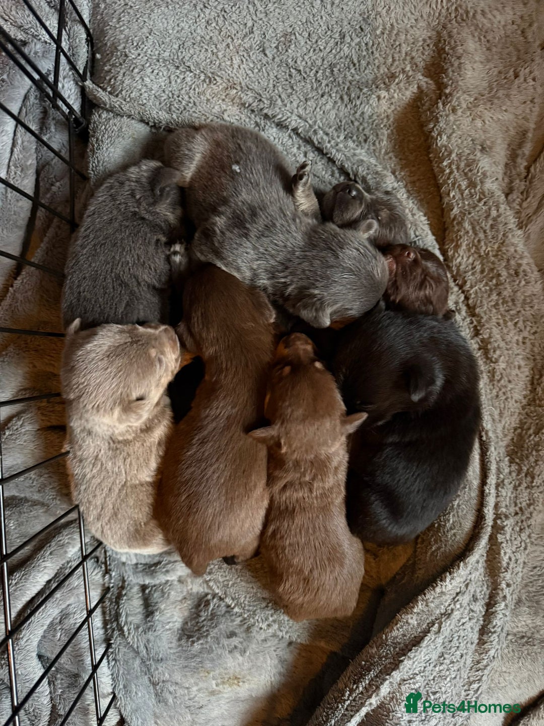 Mixed Breed dogs for sale: 9 beautiful dachshund cross poms - Image 19