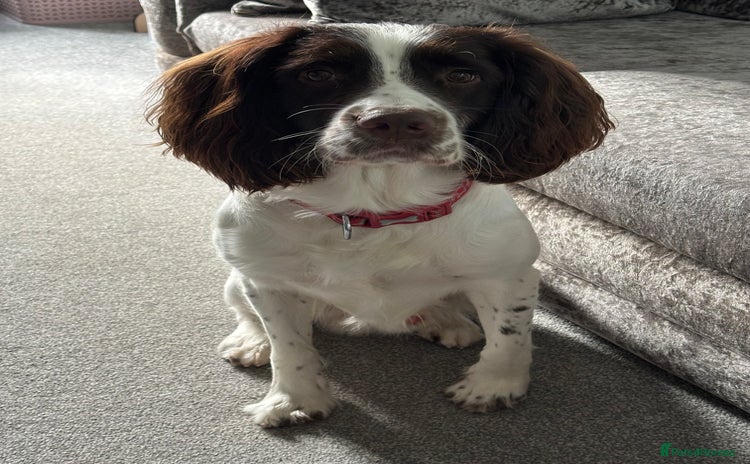 English Springer Spaniel dogs - Advert 9