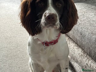 English Springer Spaniel dogs - Advert 6