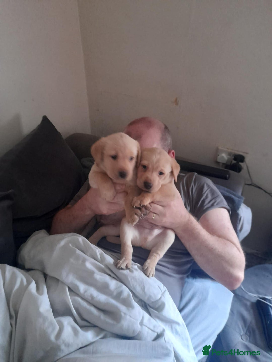 Labrador Retriever dogs for sale: Labrador puppies - Advert 2
