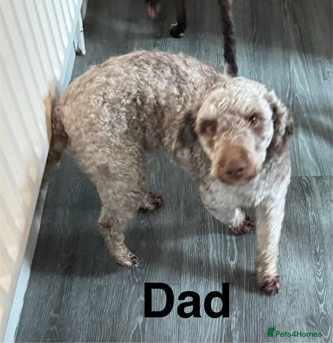 Cockapoo dogs for sale: DNA TESTED, Merle cockapoos, ready 26th November  - Image 5