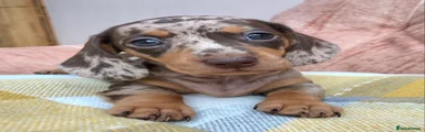 Miniature Dachshund 2