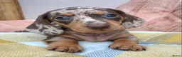 Miniature Dachshund dogs for sale: KC REGISTERED PRA clear  Chocolate dapple & tan - Advert 7