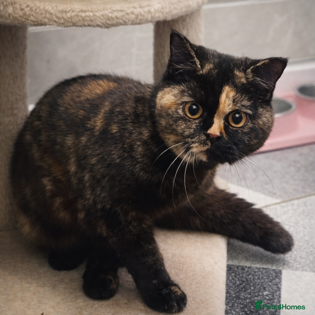 British Shorthair cats for sale: RARE Tortoiseshell 23 Week British Shorthair Girl - Advert 4